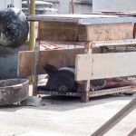 Cienfuegos Schwein Dach