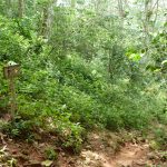 Wanderweg in Topes de Collantes