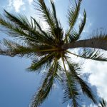 Palmen am Havanna Strand