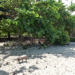 Schweine am Strand