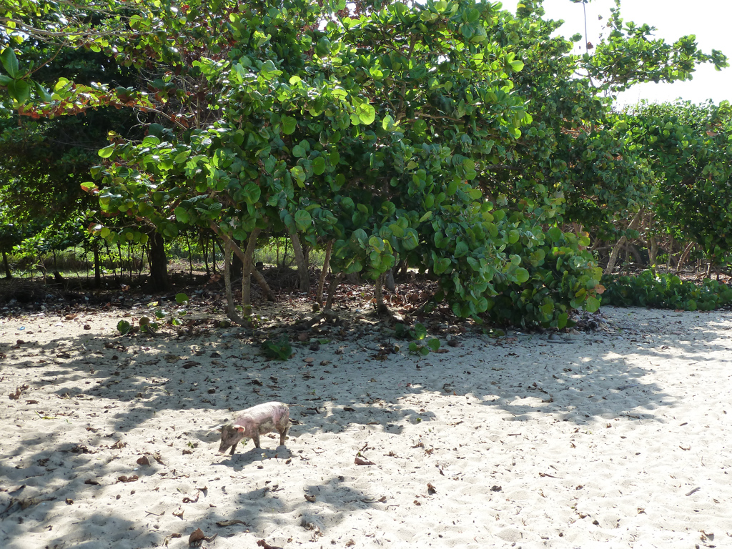 Schweine am Strand